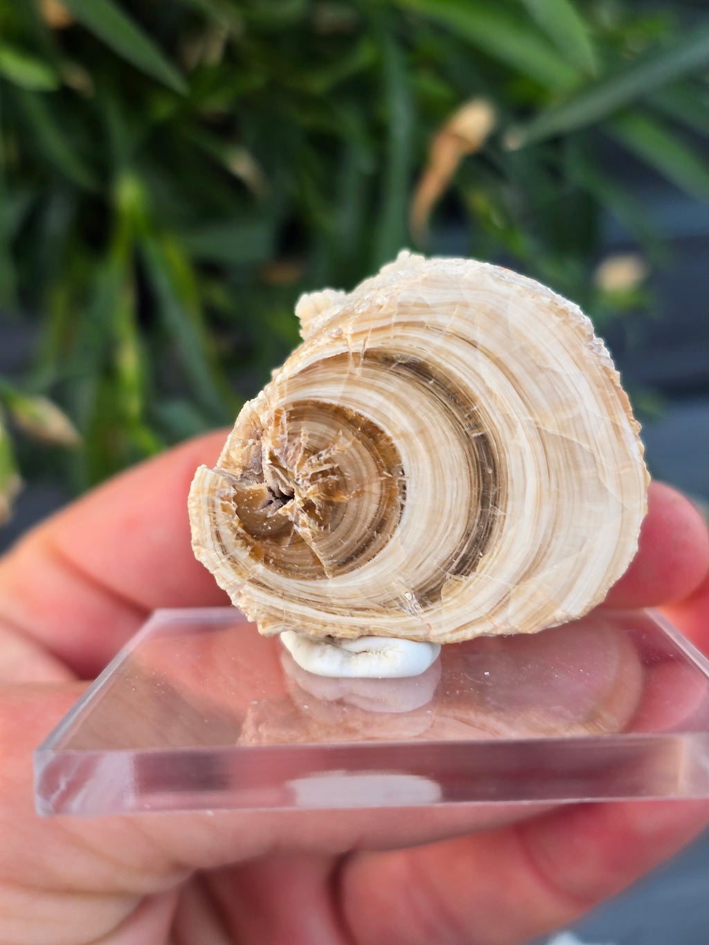 Aragonite