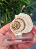 Aragonite