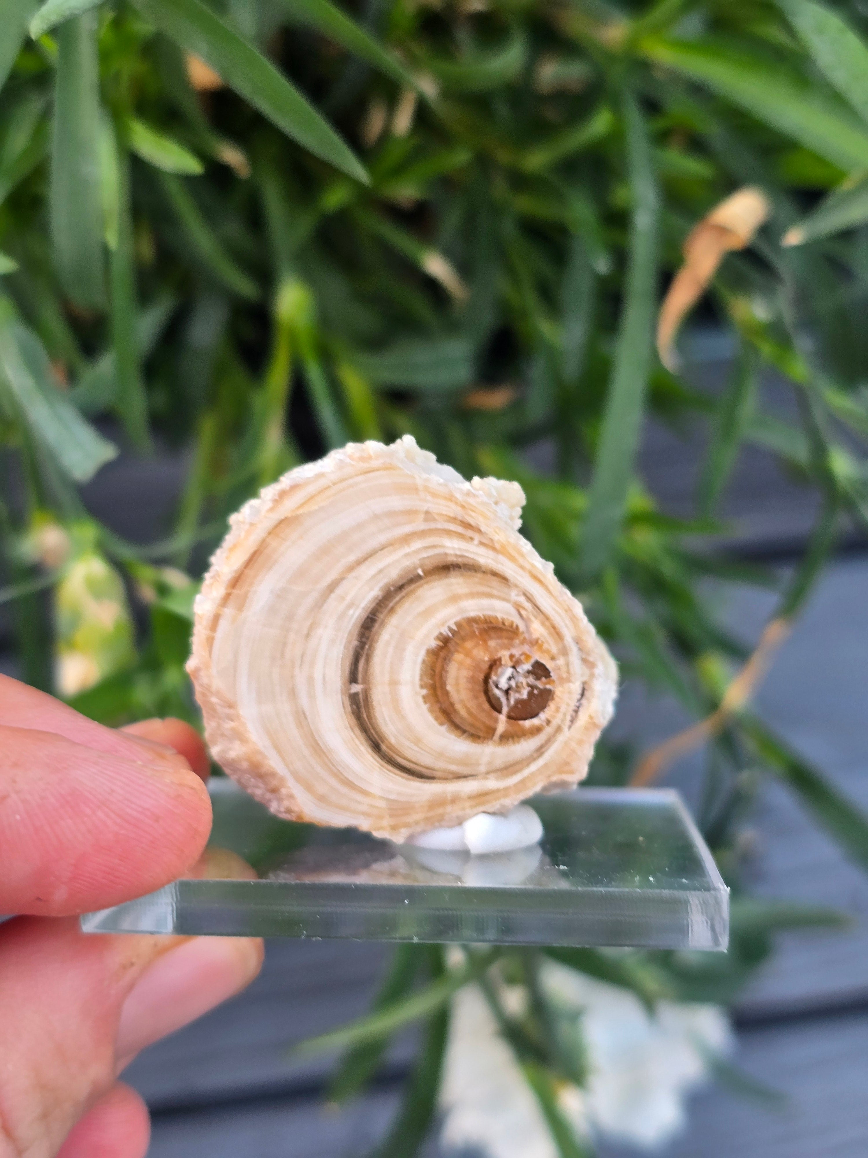 Aragonite
